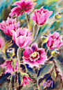 Opium Poppy